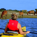 Amelia Island Kayak Cumberland Island Wild Horses