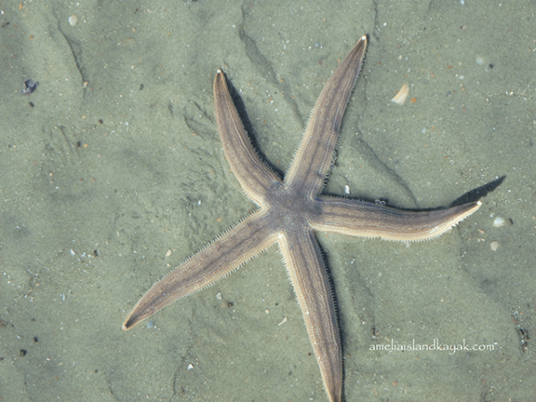 Amelia Island Kayak Starfish