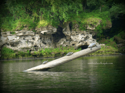 Amelia Island Kayak Suwannee River Turtles