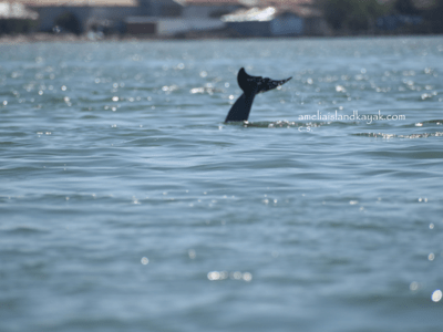 Amelia Island Kayak Amelia River Dolphin Tail