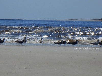Amelia Island Kayak Shore Birds