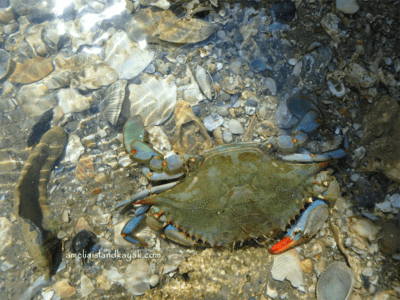 Amelia Island Kayak Blue Crab
