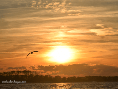 Amelia Island Kayak Sunset and Bird Flying